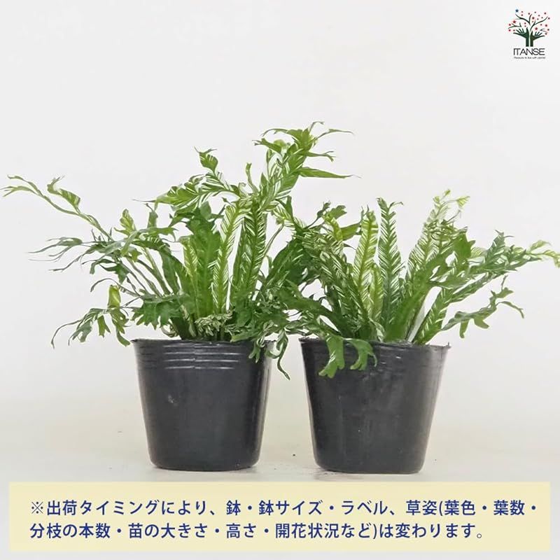 シダ植物 波打った葉が美しい