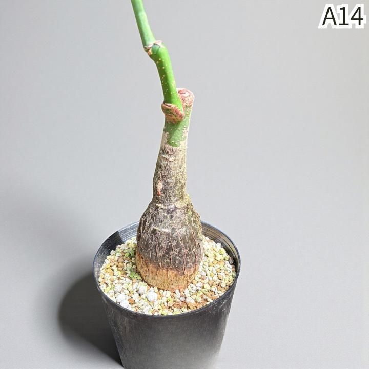 パキラムーンライトA14・枝分岐パラソル仕立て/無機質用土