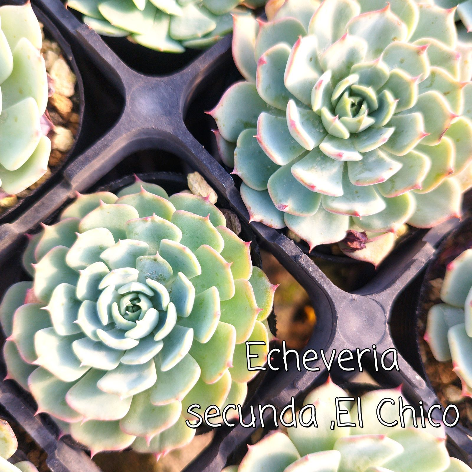 多肉植物 エケベリア セクンダエルチコ 実生 抜き苗 - メルカリ