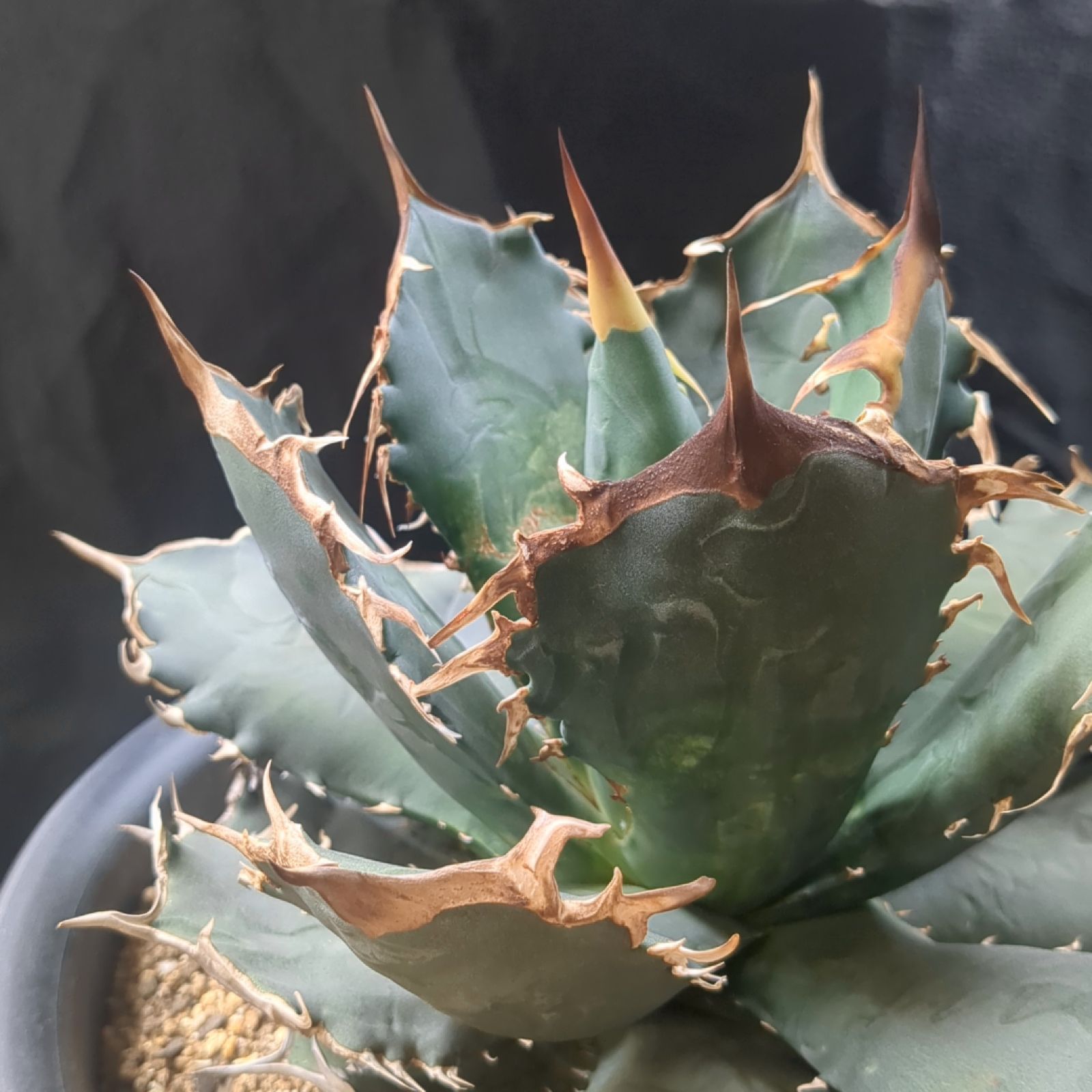 アガベ チタノタ ヨーロッパ選抜株 - アガベクラシック