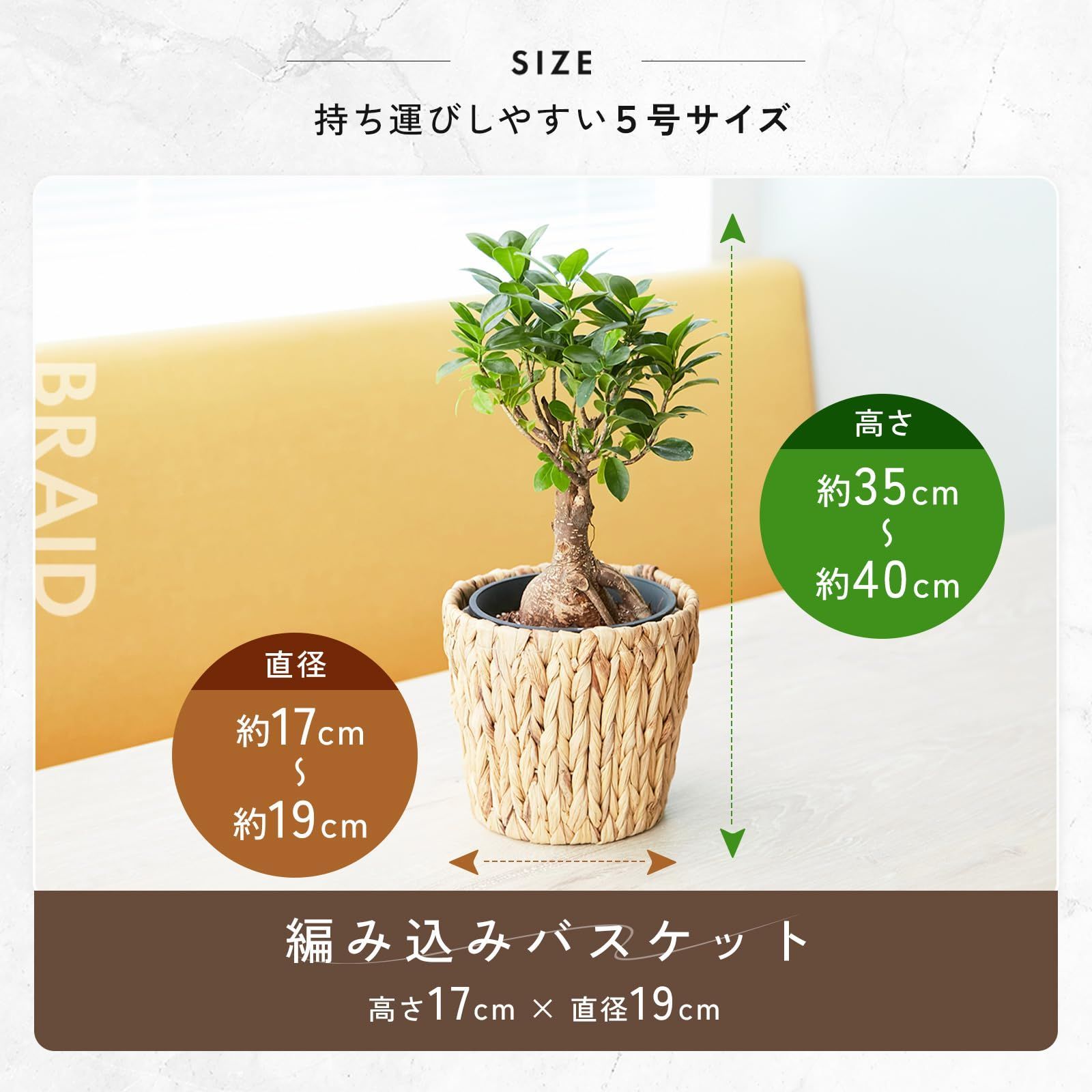オシャレ 観葉植物