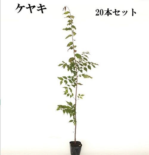 20本セット ケヤキ樹高0.8m前後10.5cmポット