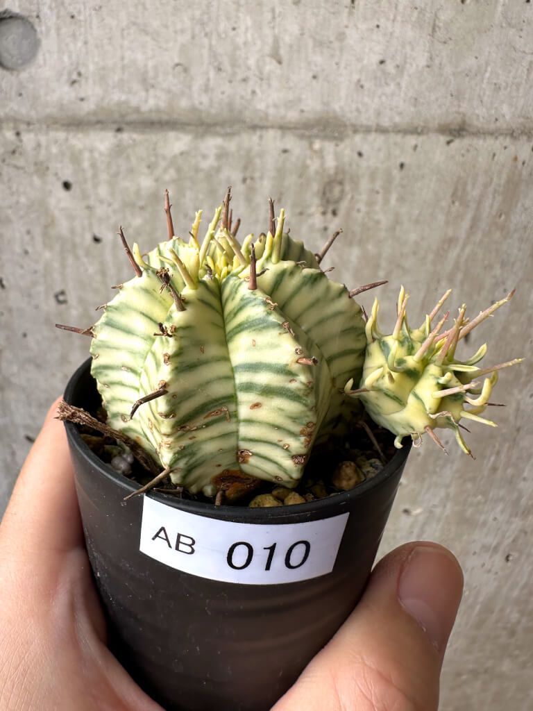 現品限り】ユーフォルビア・メロフォルミス錦【AB10】 Euphorbia