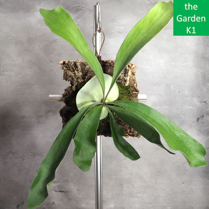 ビカクシダ・アルシコルネドワーフ① その後のアルシコルネマダガスカル ドワーフ ① | calmplantsの