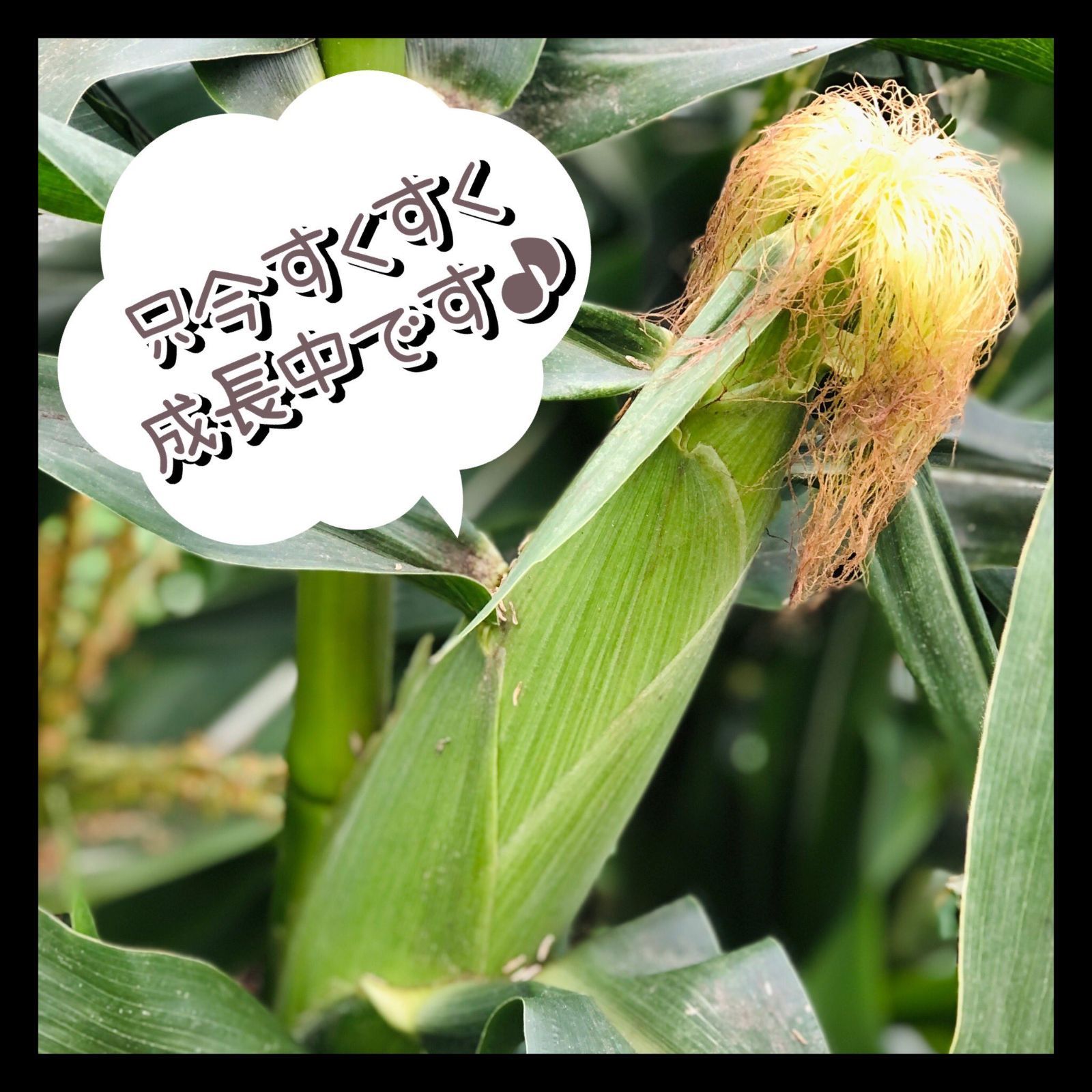 予約注文】定番品種