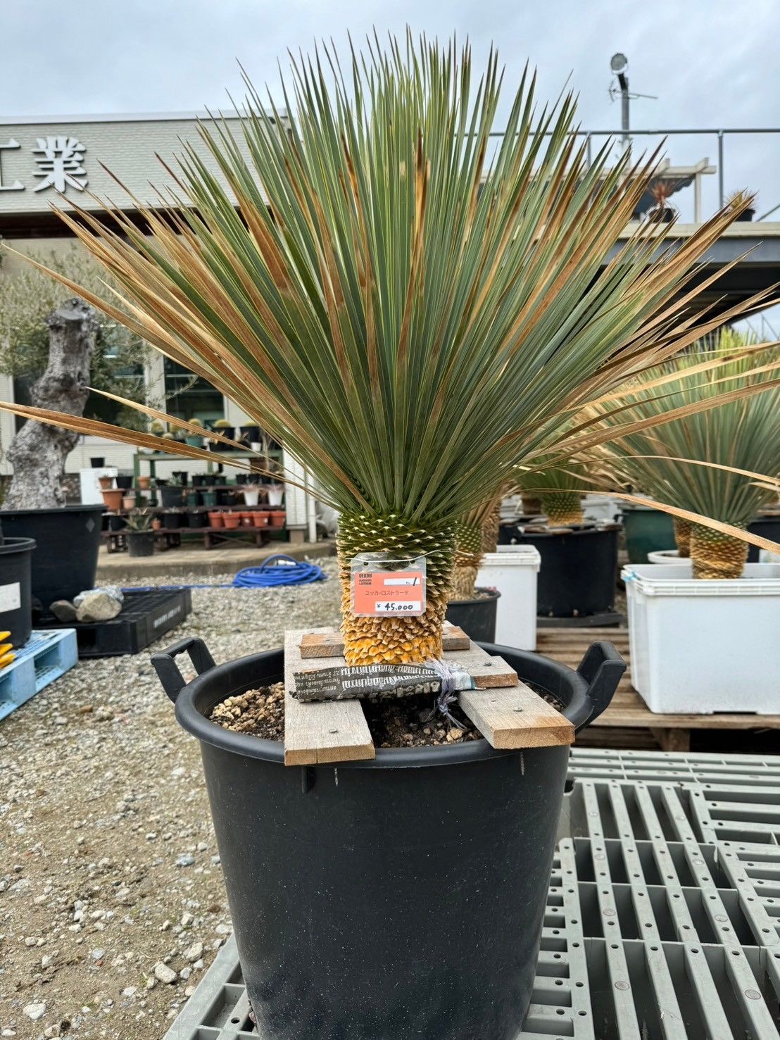 赤蝦夷松寄せ植え 実生に成ります 背が低い 素晴らしい寄せ植え14本