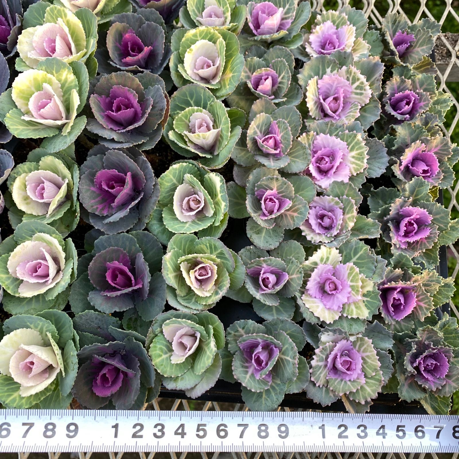 マイクロ葉牡丹72株セット【匿名配送】【観葉植物】【寄せ植え