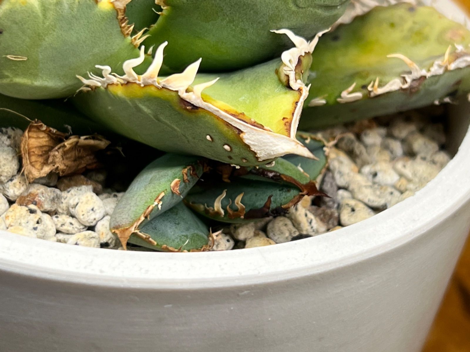 Agave titanota 白豪刺 子株 龍球會 アガベ チタノタ ② 白毫刺