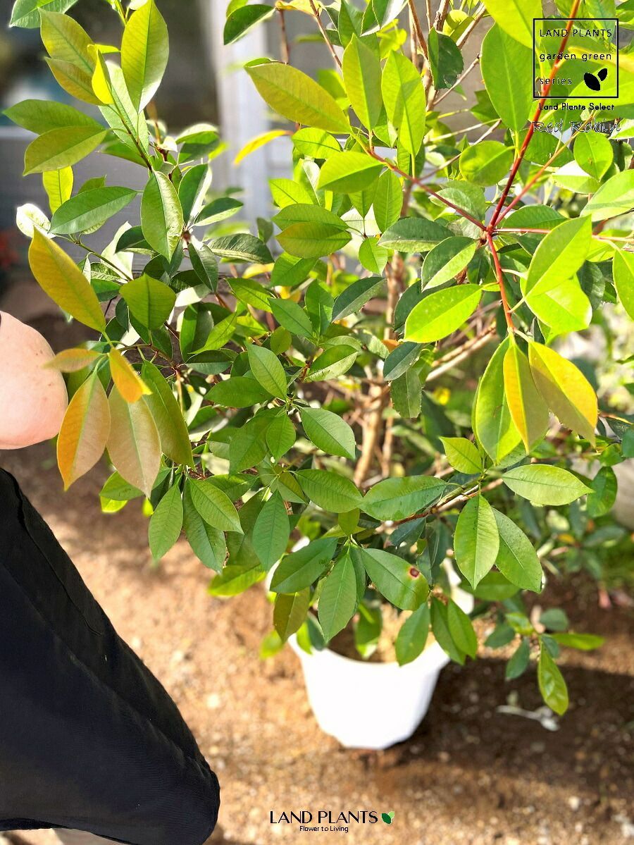 目隠し
