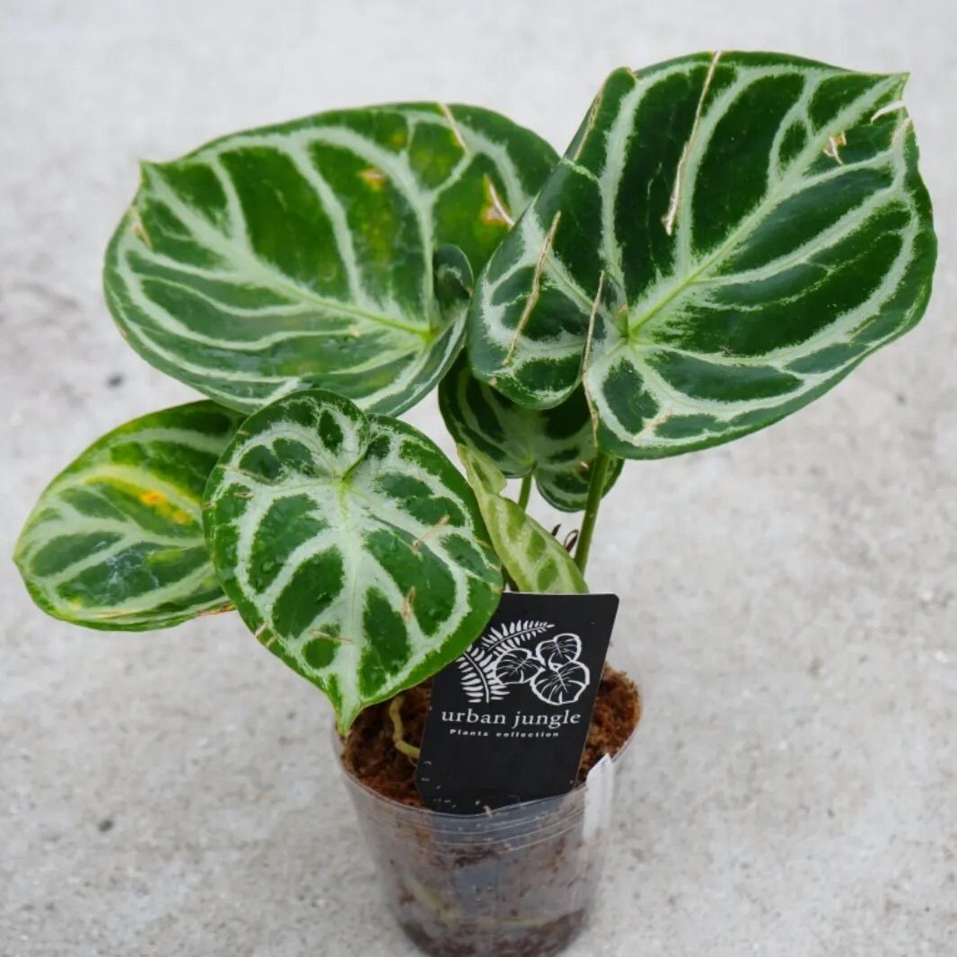 アンスリウム ドラヤキ 3.5号 レア植物 キラキラ輝く葉 大葉 - メルカリ