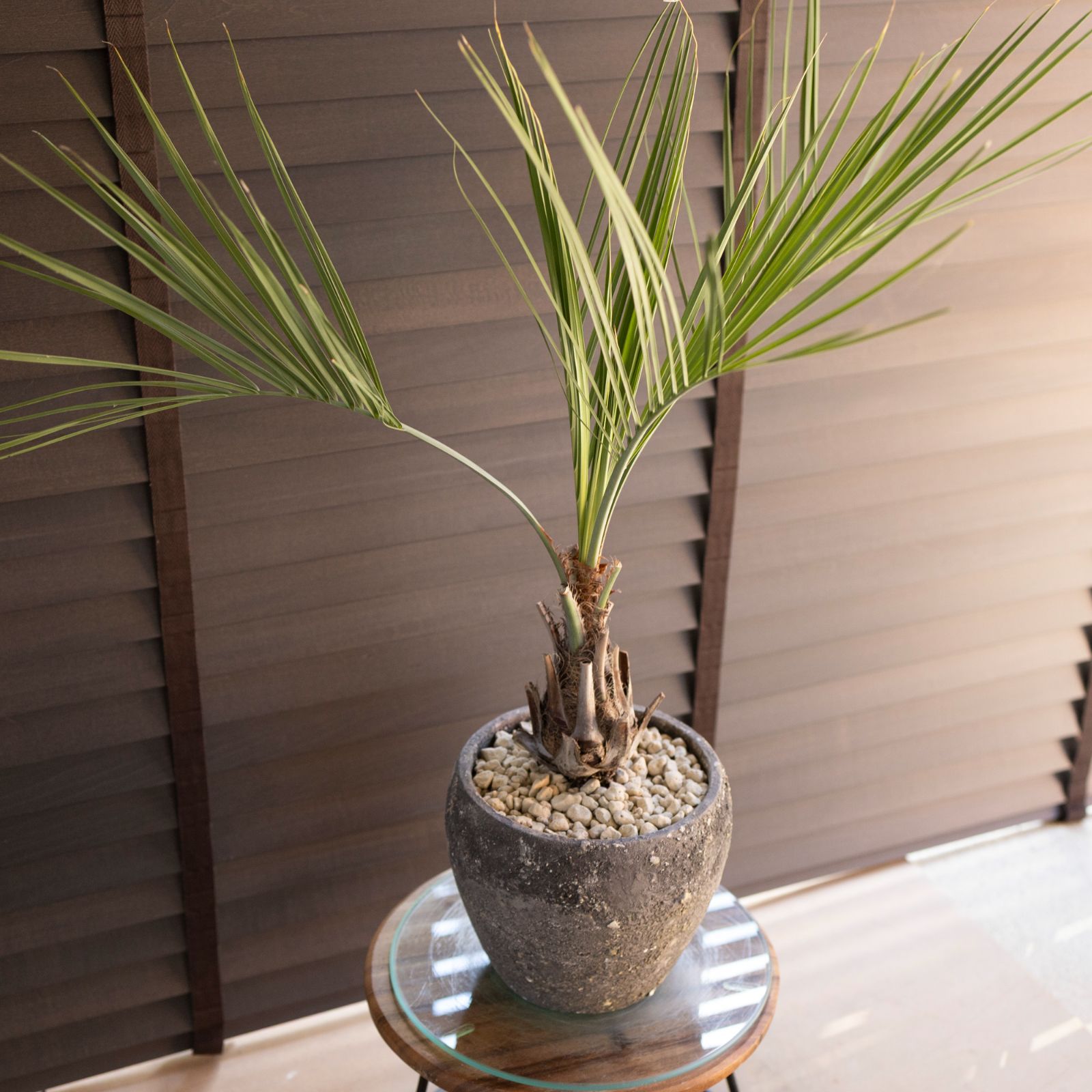 蘇鉄 ソテツ  ーードライガーデン ココス ヤシ ーー 蘇鉄 そてつ ーードライガーデン ヤシ ココス 観葉植物 ーー