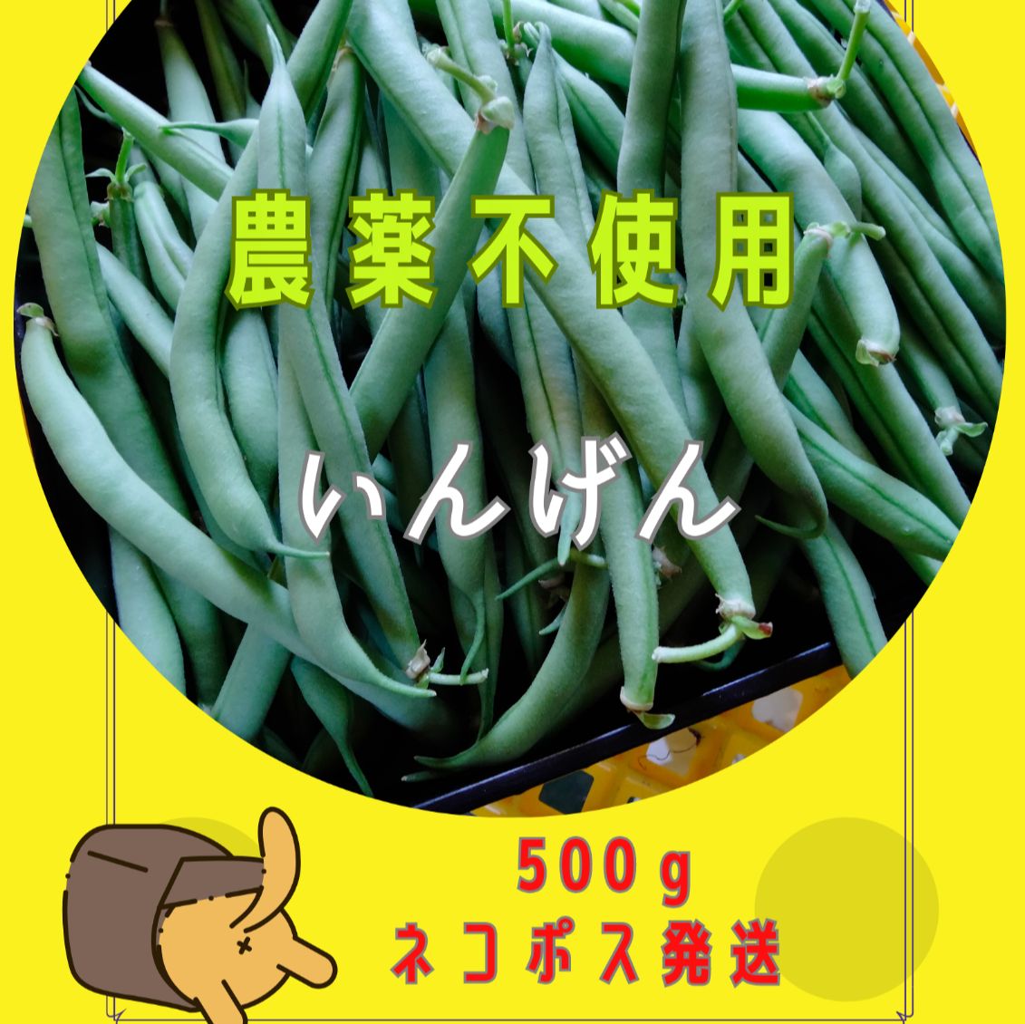 インゲン500g - 野菜