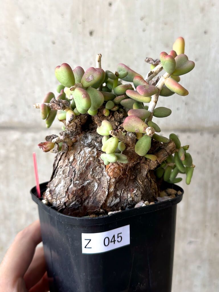 現品限り ケラリア ピグマエア 現地株 大株 Z45 Ceraria pygmaea 植物 塊根植物 夏型 コーデックス