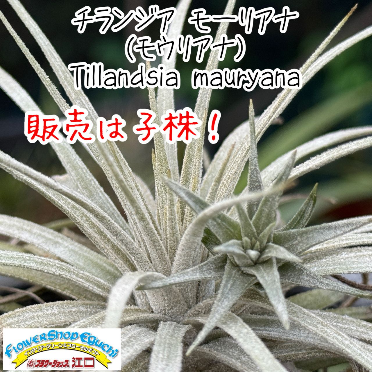 子株＊ チランジア モーリアナ(モウリアナ) Tillandsia mauryana＊エア