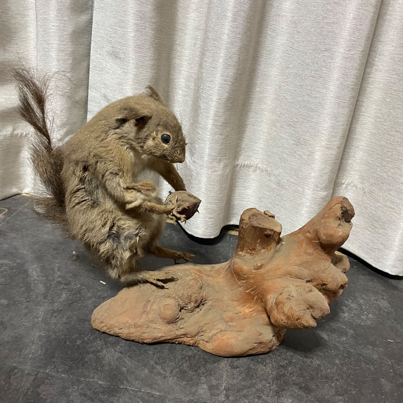 ♭ リス 剥製 オブジェ 現状品 - メルカリ