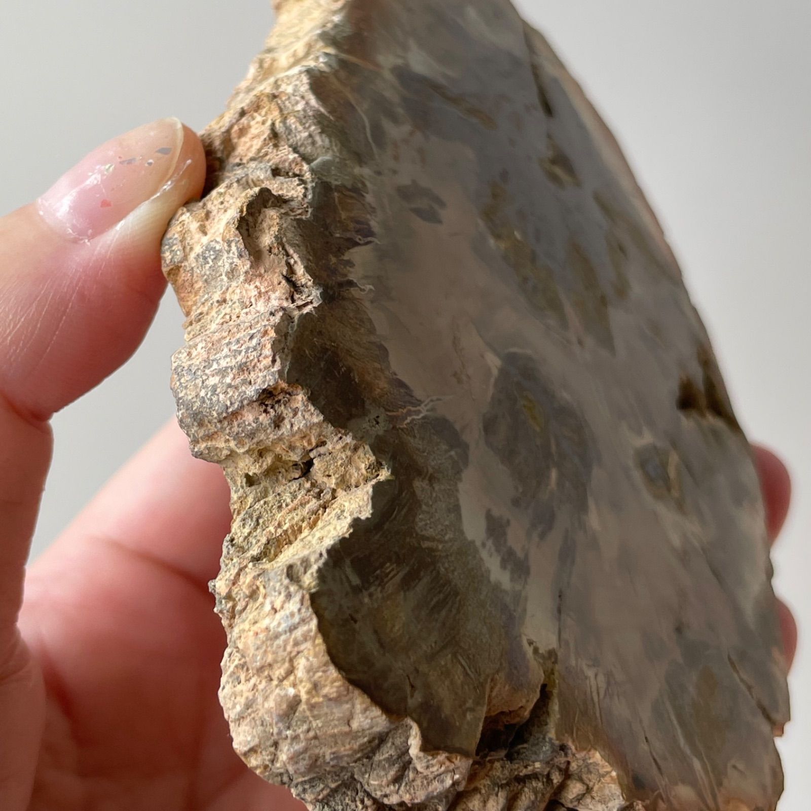 ペトリファイド ウッド スラブ プレート 珪化木 マダガスカル産