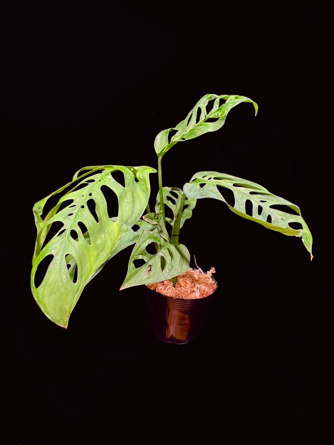 観葉植物：モンステラ エスケレート*5号 吊り鉢 Monstera esqueleto