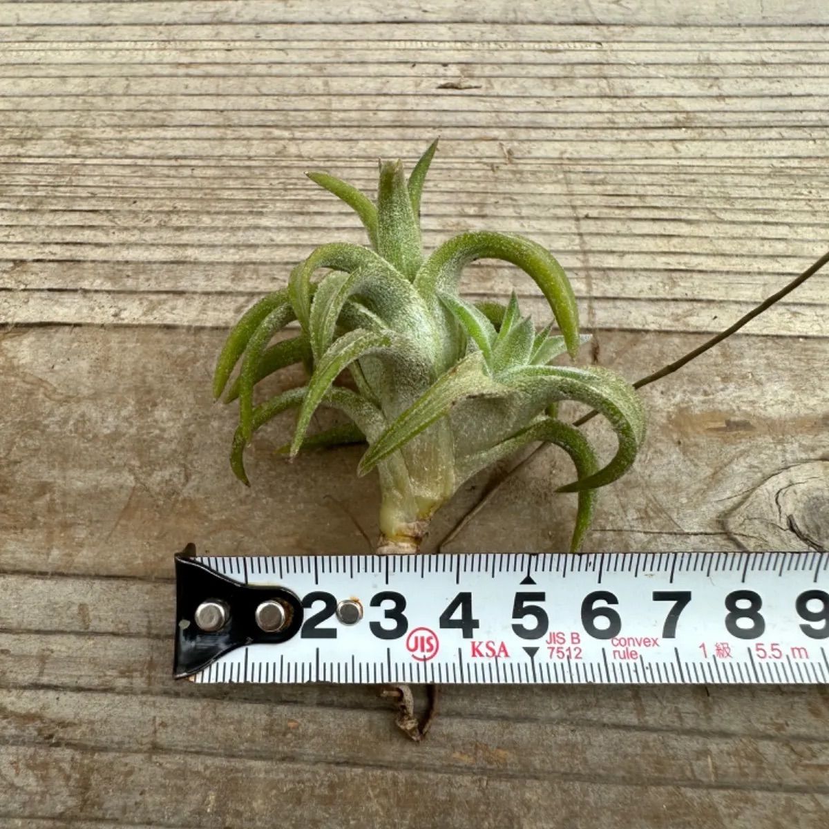 チランジア イオナンタ バンハイニンギー ジャイアント② Tillandsia ionantha var.vanhyningii giant  ティランジア エアプランツ エアープランツ 現品 観葉植物 観葉 植物 珍奇植物 珍奇 珍しい レア 希少 ハンギング - メルカリ