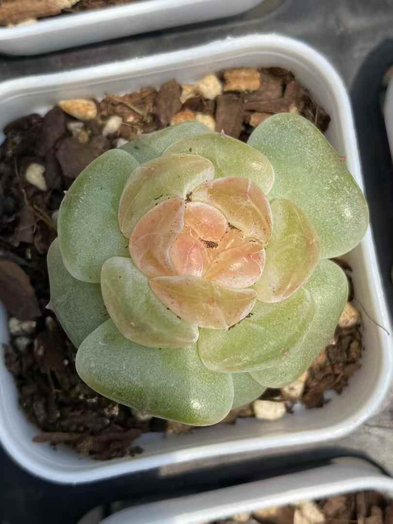 ユッカ　ロストラータ【24-435】５頭株 ユッカ・ロストラータ 5号 | 日本ライン花木センター