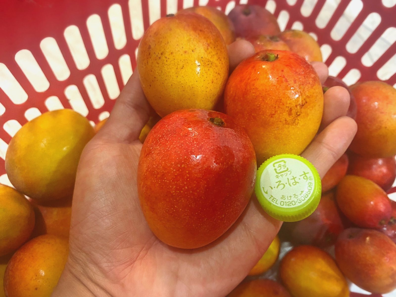 タイムセール！沖縄県産、産地直送【完熟ミニマンゴー】3Kg(30個前後)