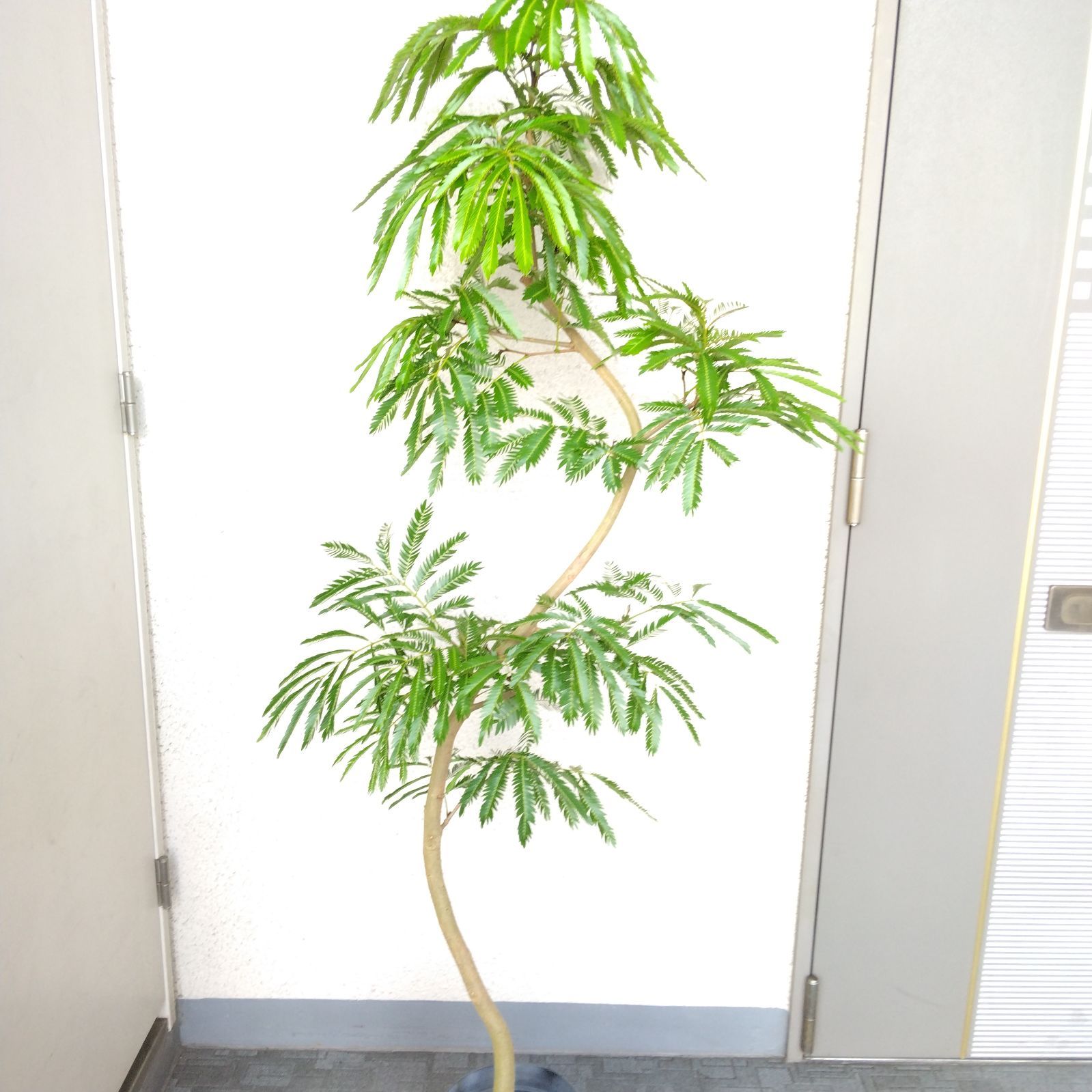 エバーフレッシュ曲がり❗️大型観葉植物！高140◎！樹形綺麗！ボリューム◎ 現品】①エバーフレッシュ曲がり 大型観葉植物 高さ150◎ 幹太 樹形