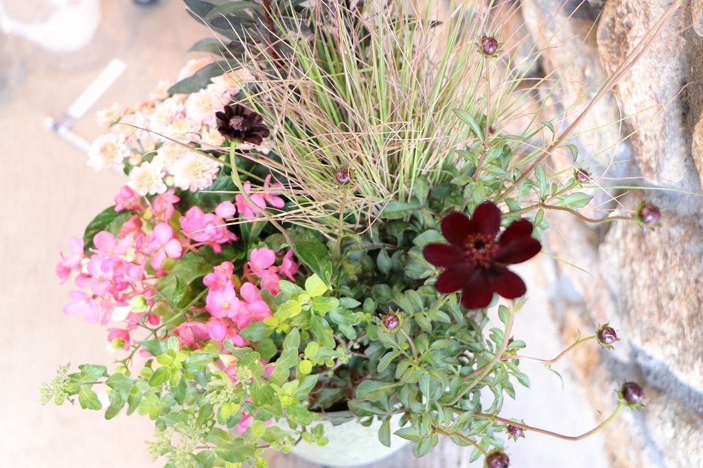 秋の草花のエレガントスタイル寄せ植え 現品１９８