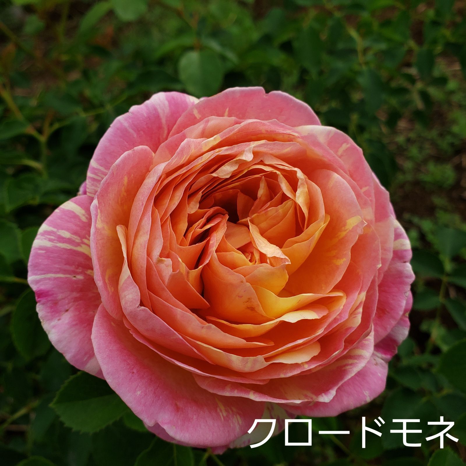 バラ苗 バラ挿し木苗 クロードモネ バラ苗 鉢植え6寸 2025