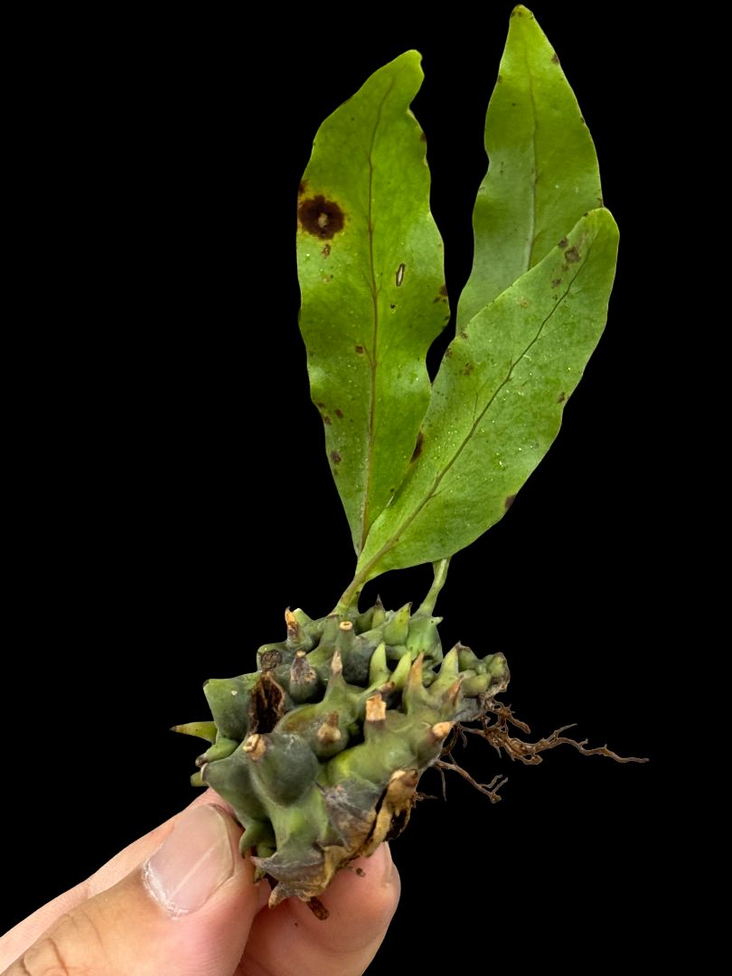 ▽Lecanopteris Spp balgooyi▽ C7 レカノプテリス バルゴイ