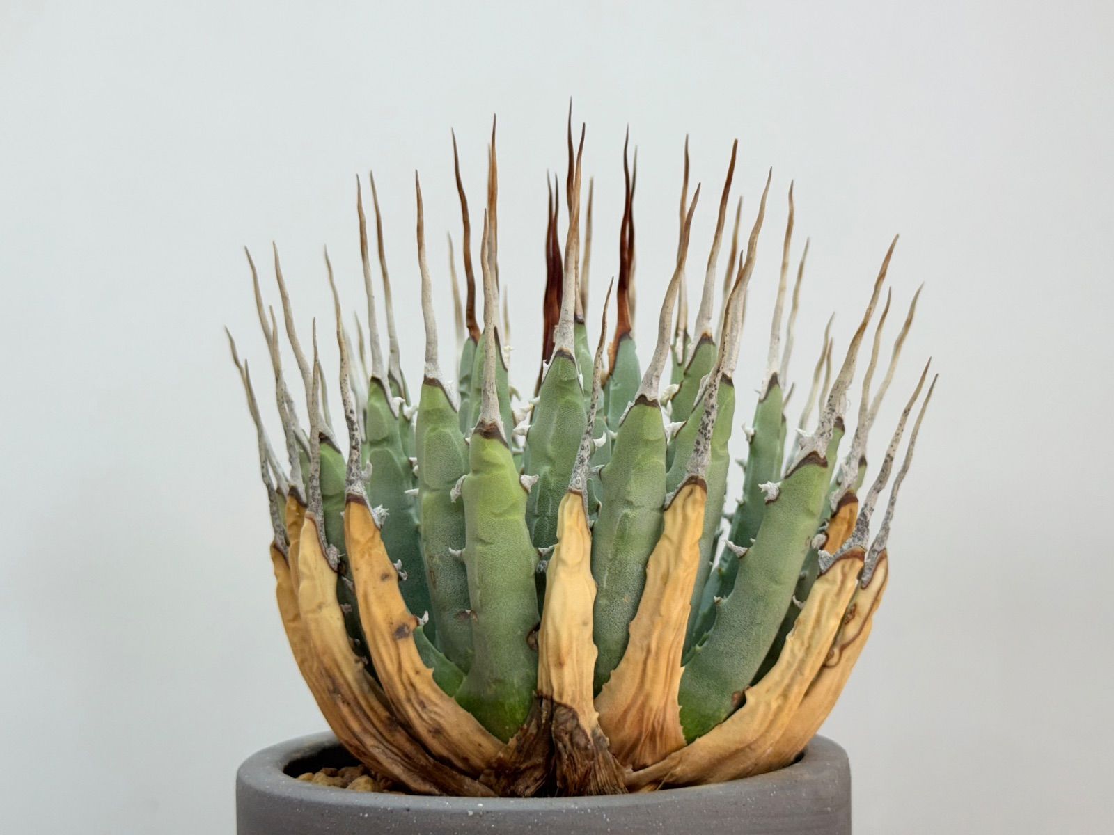 エボリスピナ 発根済み 陶器鉢付きユタエンシス アガベ コレクション株 大株 エボリスピナ 発根済み 陶器鉢付きユタエンシス アガベ コレクション株