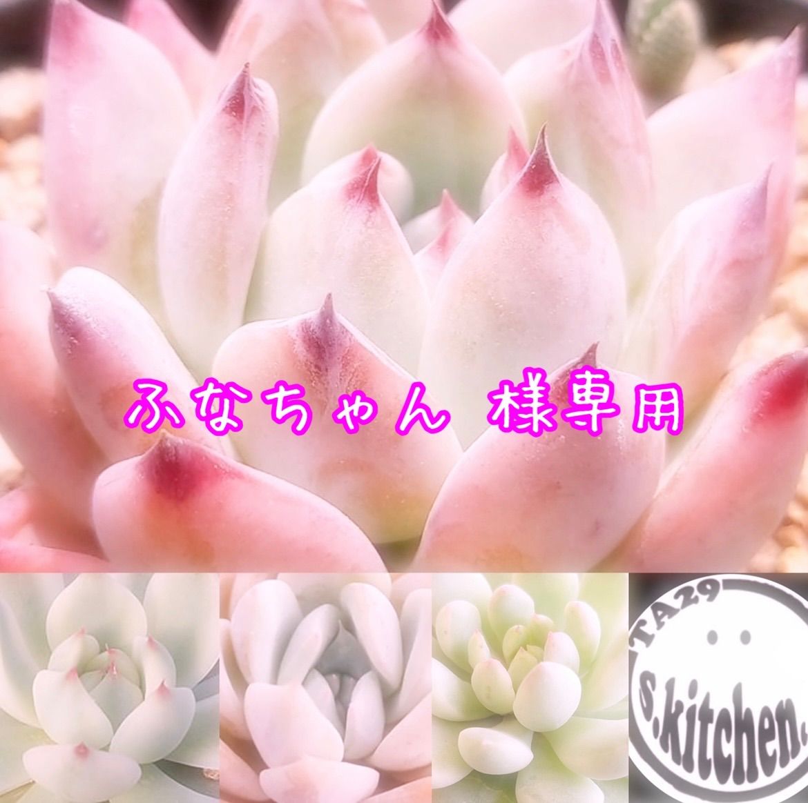 多肉植物 ふなちゃん♫様専用 - たにくけこ - メルカリ