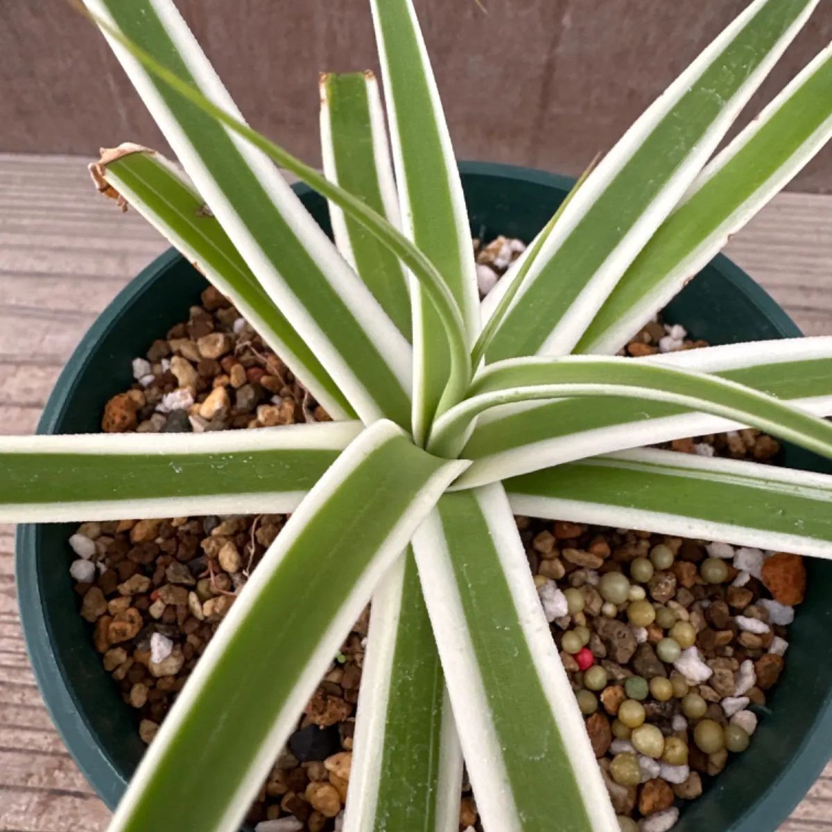 アガベ ブラクテオーサ モンテレイフロスト アガベ ブラクテオーサ モンテレイフロスト 【公式通販】