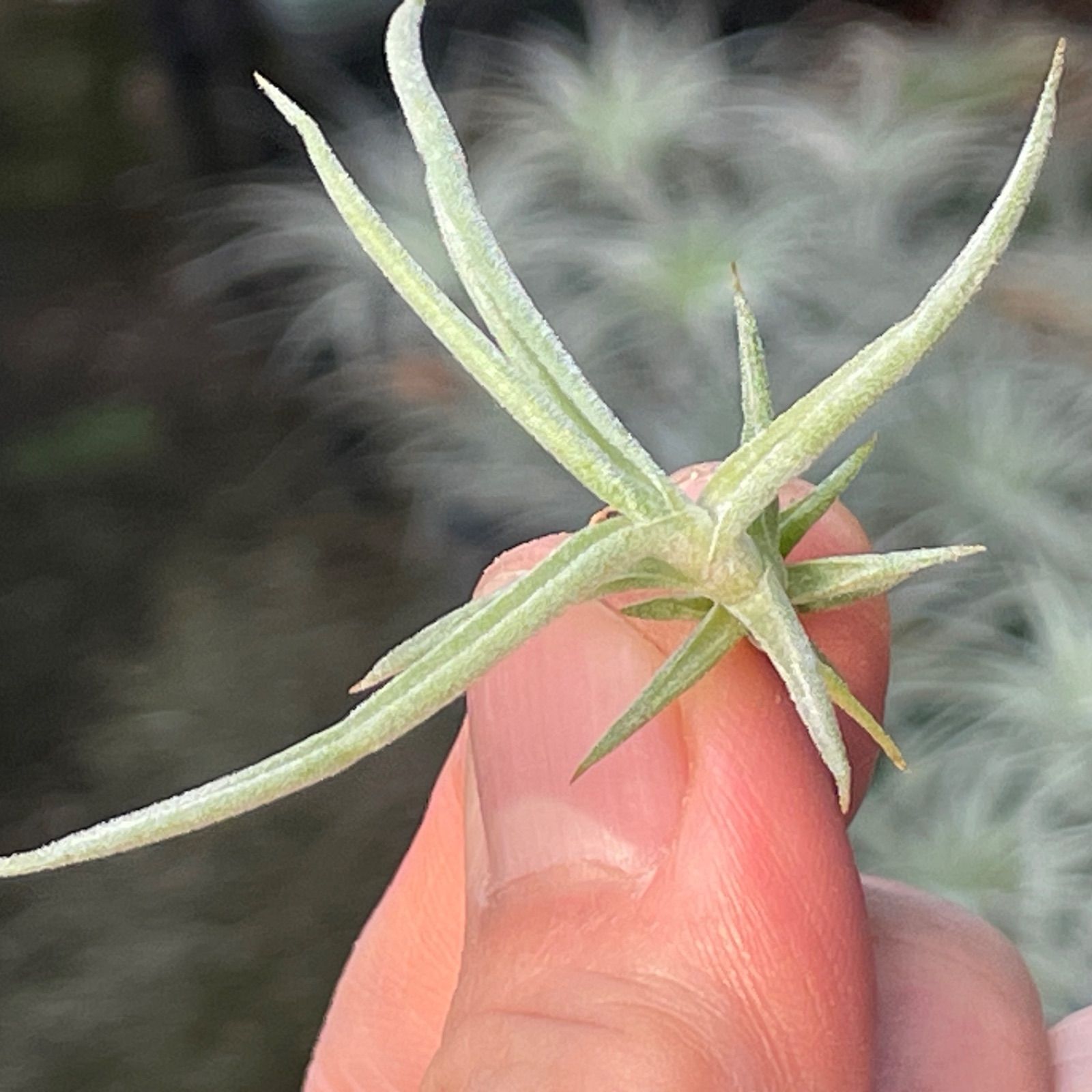 チランジア ドゥラティ 大株 エアープランツ - 観葉植物