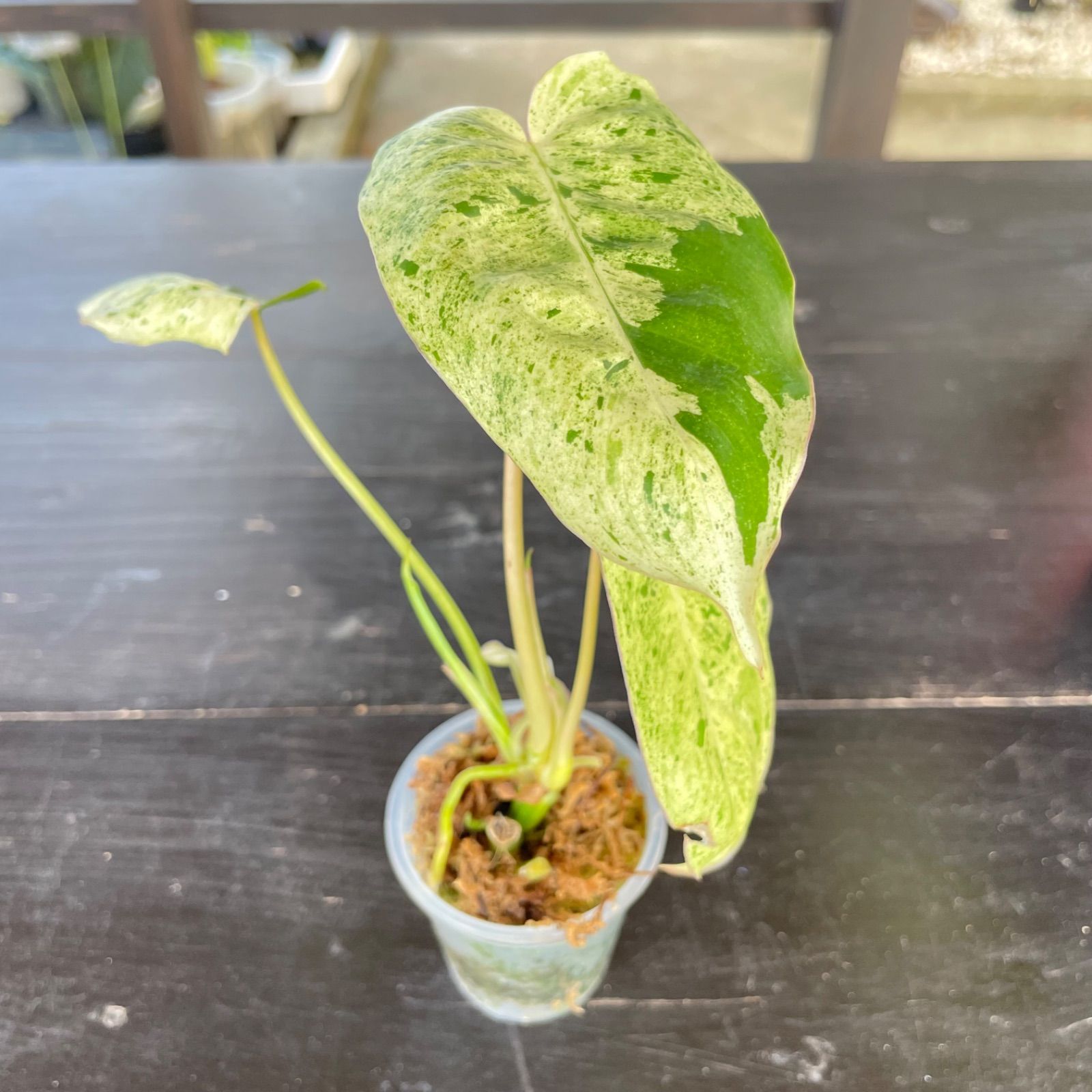 フィロデンドロンバールマルクス斑入り 鉢