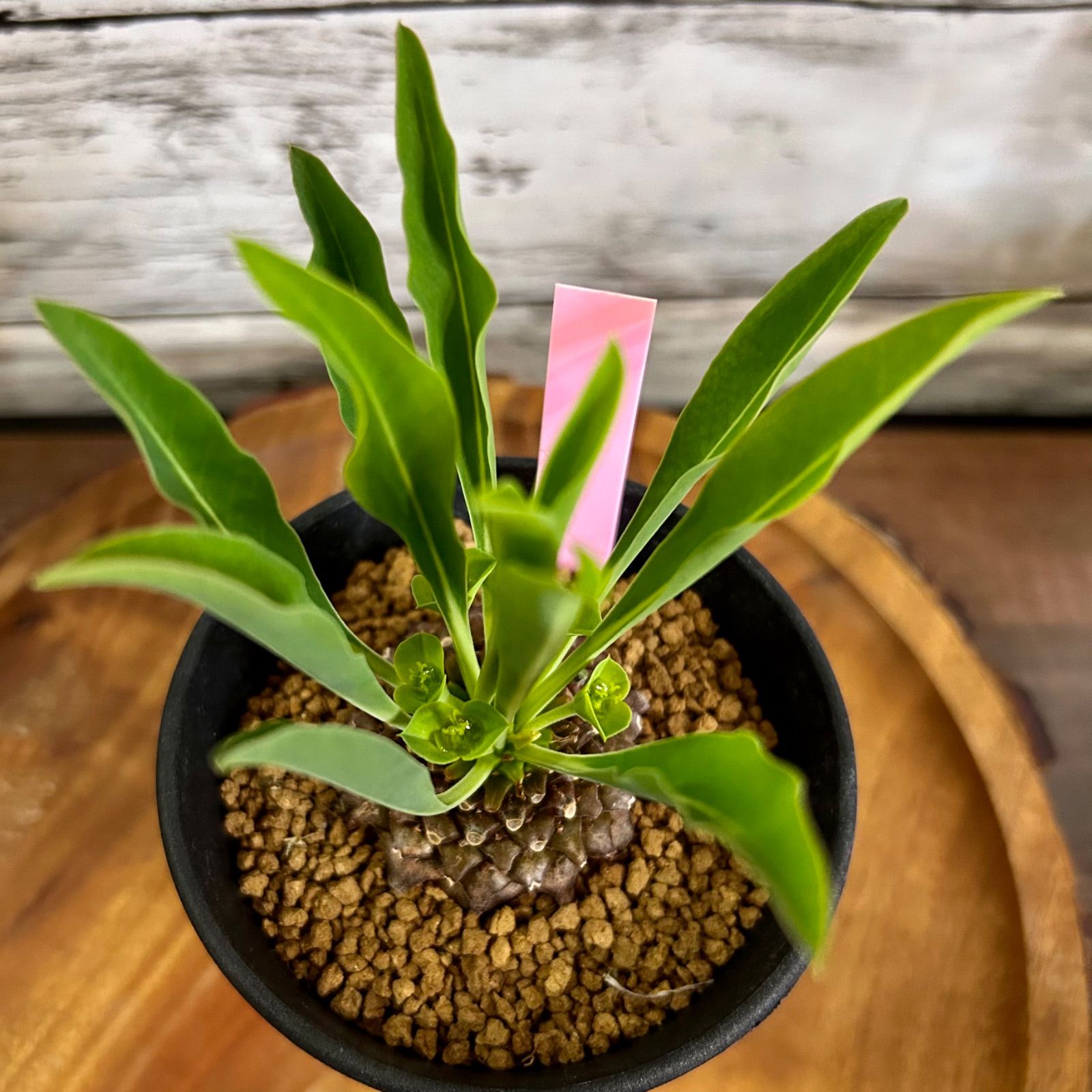 鉄甲丸 雄雌ペア ユーフォルビア ブプレウリフォリア 多肉植物 - メルカリ