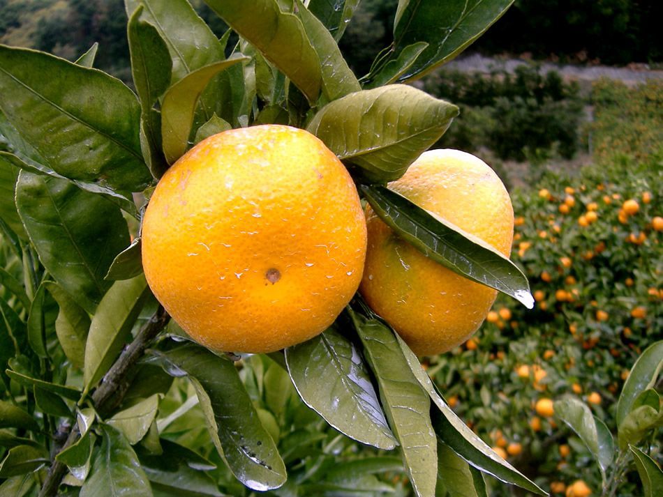 レア 有田みかん 有田ミカン 有田蜜柑 みかん 新堂みかん お歳暮 コクがあってキレのある濃い味わい♪紀州有田みかん 新堂みかんM10kg 11月下旬より順次発送開始です 気分の上がる