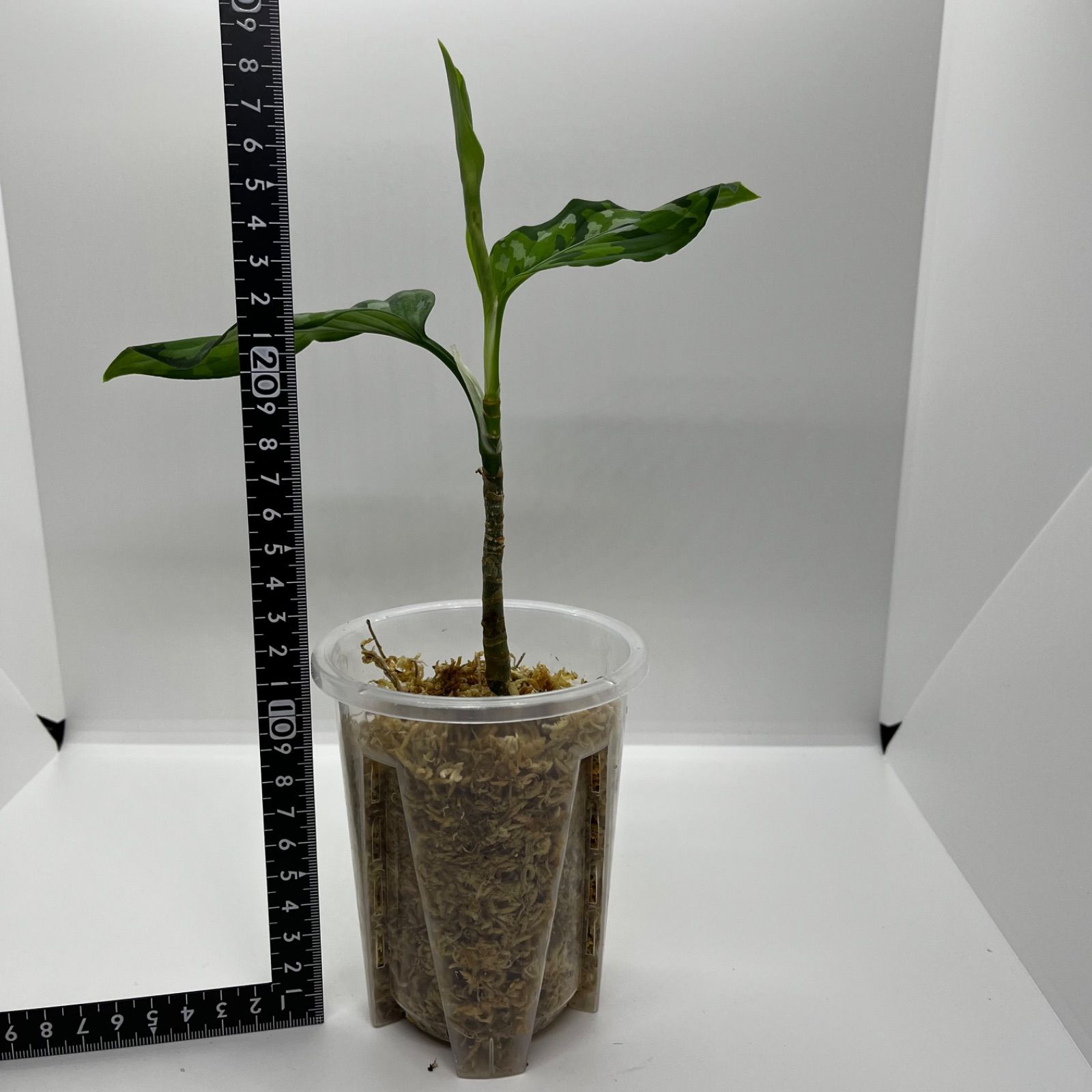 アグラオネマ ピクタム 元祖 Aglaonema pictum アグラオネマ ピクタム 元祖 Aglaonema pictum