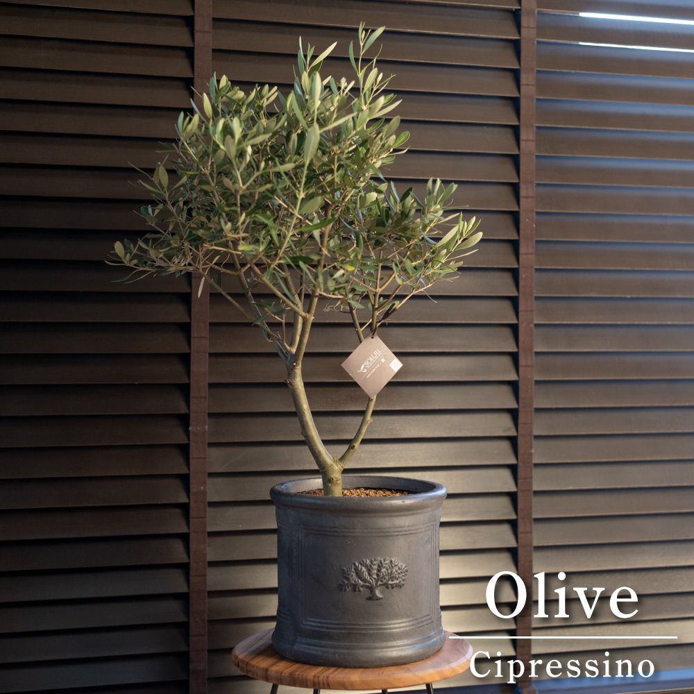 創樹 Olive オリーブの木 SOUJU Cipressino チプレシーノ