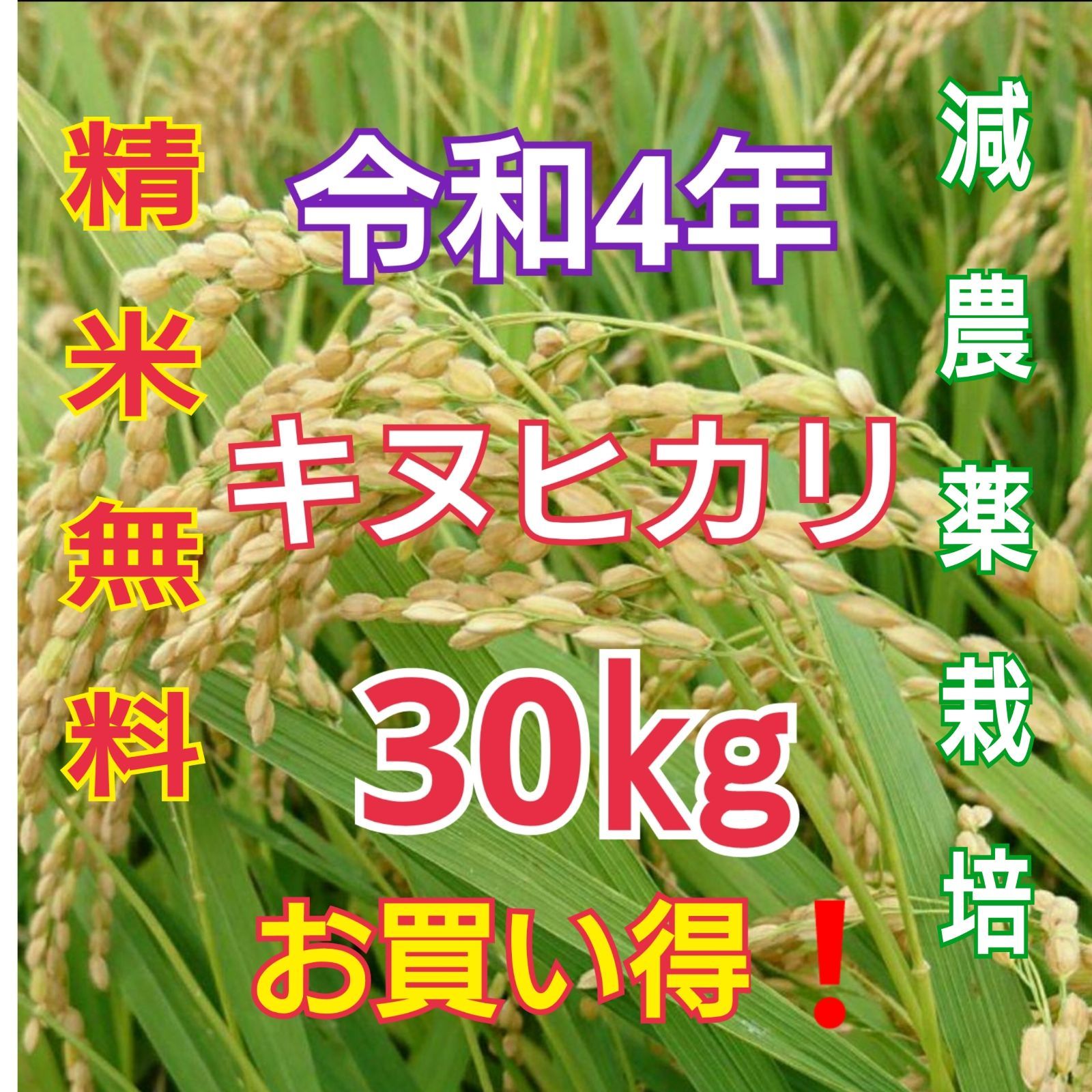 在庫一斉セール❗令和4年度 和歌山県産《キヌヒカリ100% 玄米30kg》