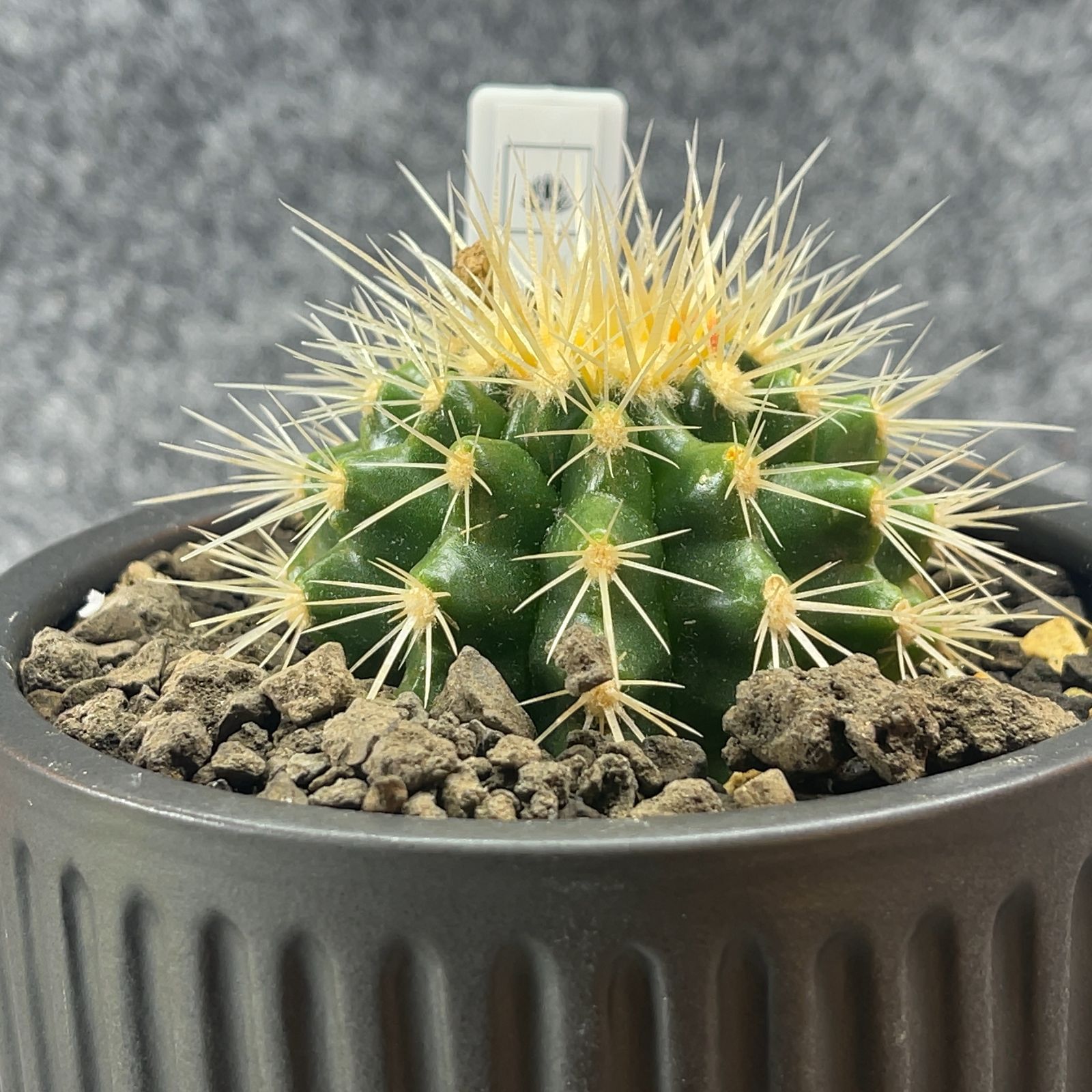 ドライガーデン フラワー・ガーデニング サボテン【金鯱】キンシャチ