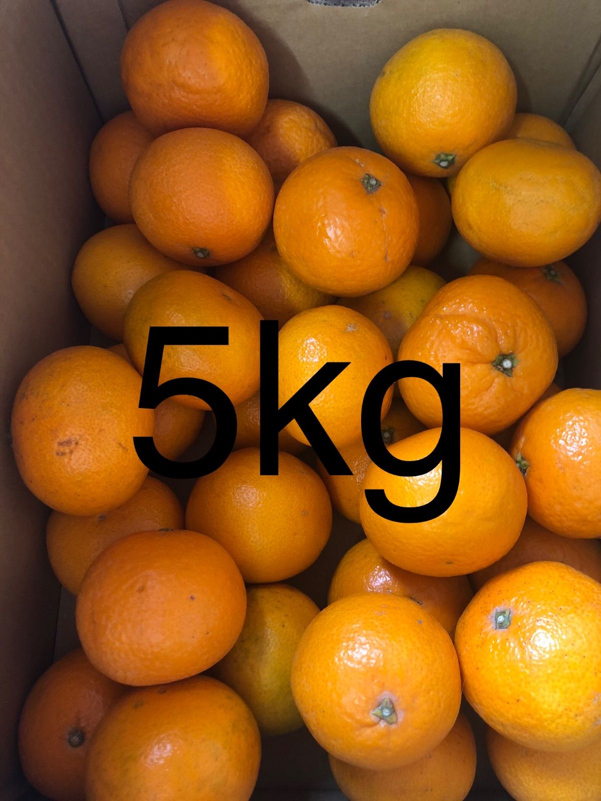 清見オレンジ　5kg 愛媛県産-0
