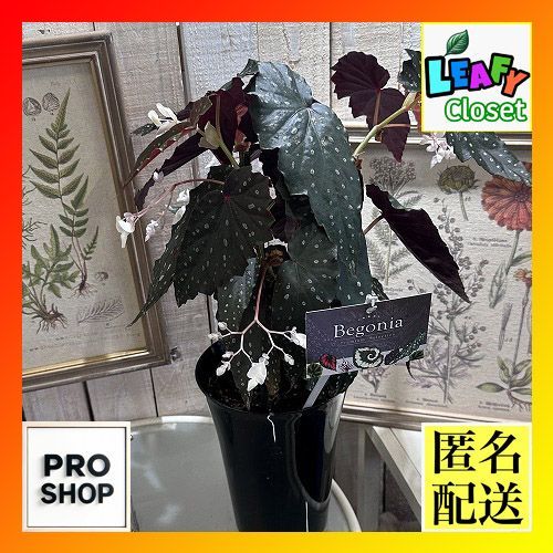 観葉植物 プレミアム ベゴニア シャロンシーラート 6号(個体おまかせ1鉢) インテリア 室内 オシャレ カワイイ 可愛い 室内 - メルカリ