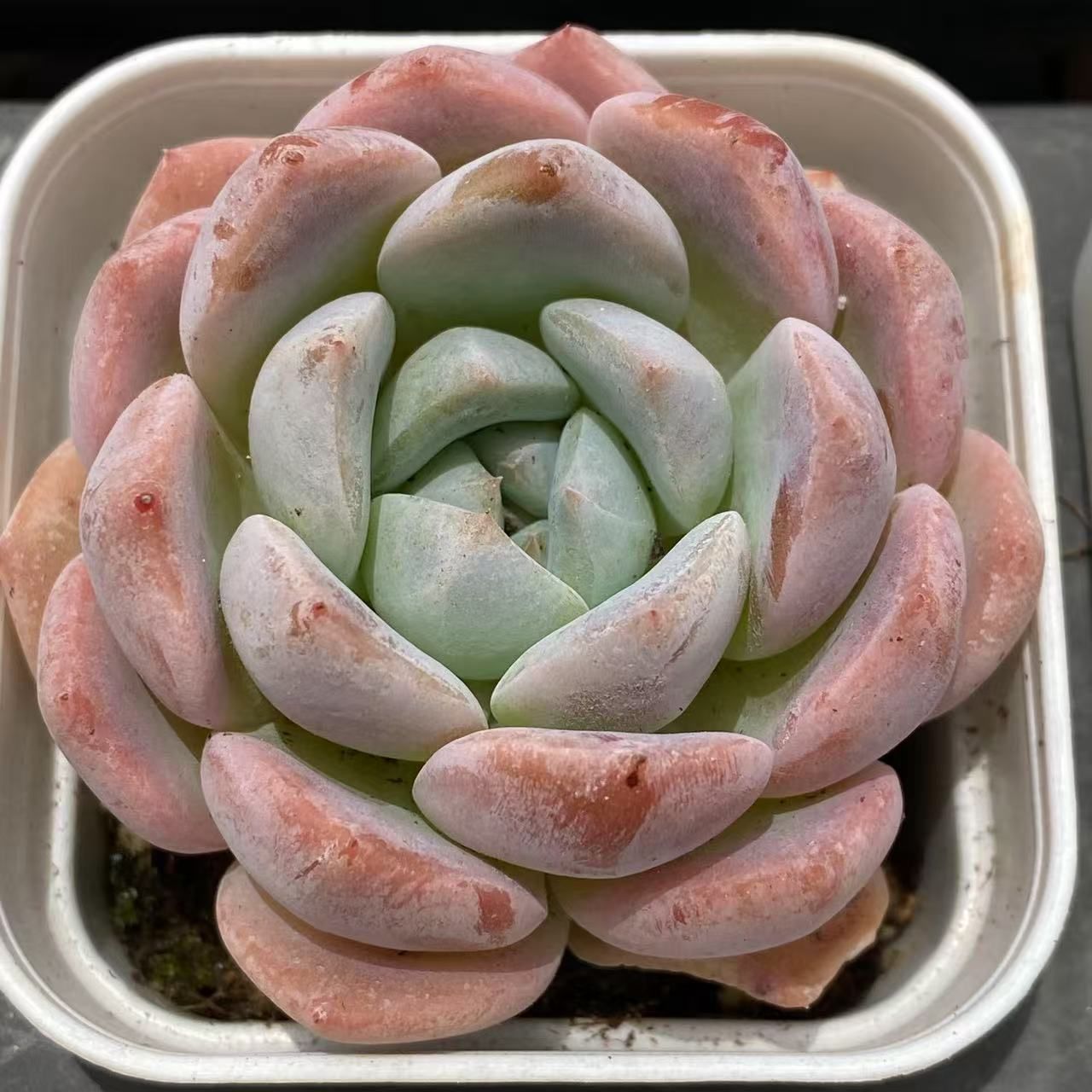 中型多肉植物セット ピンクグラデーション*5 グラデーション♡ピンクカメレオン♡多肉植物♡おしゃれな