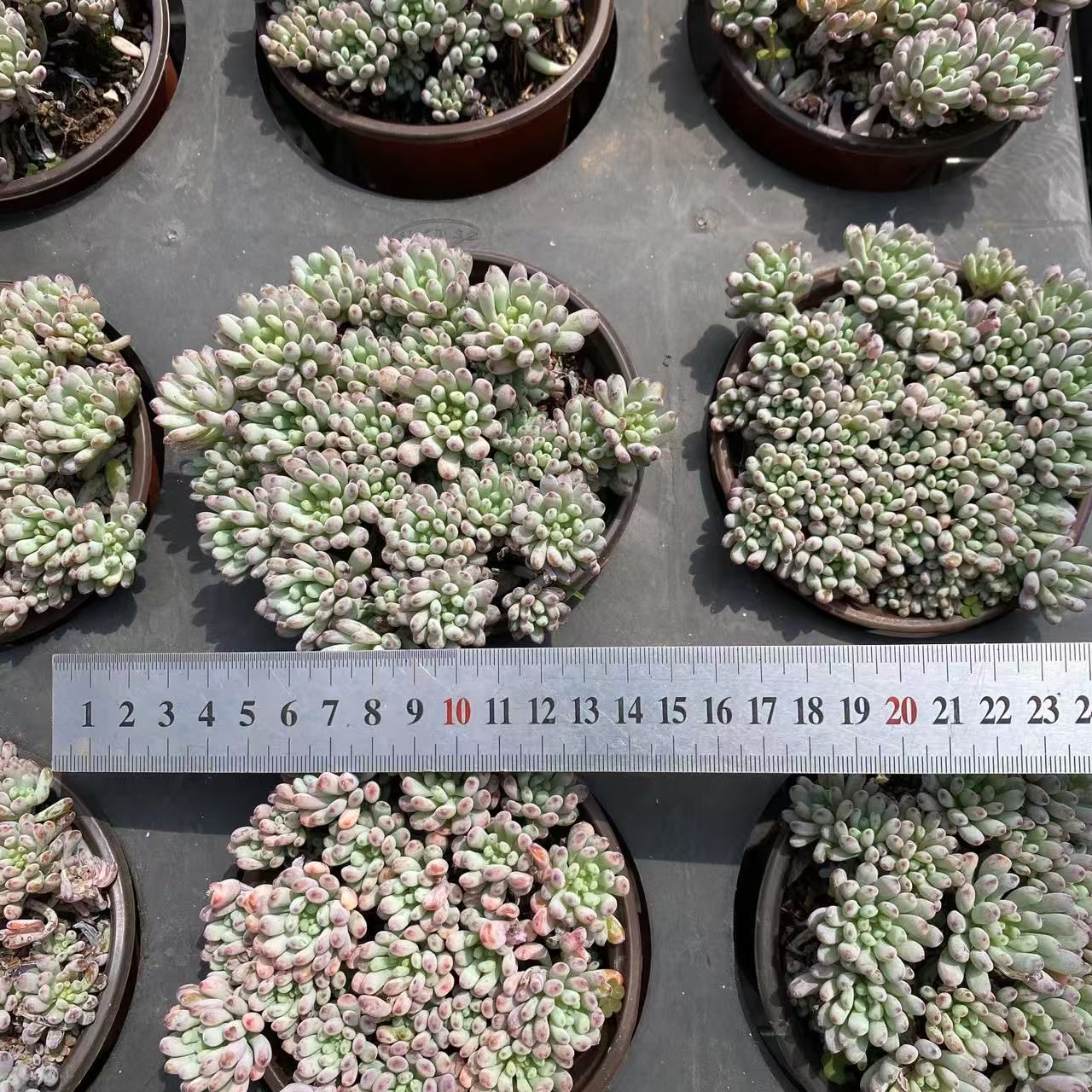 い*ご様 K1185　粉月影　70株　多肉植物 抜き苗 エケベリア 韓国苗 い*ご様 K1185 粉月影 70株 多肉植物 抜き苗 エケベリア 韓国苗