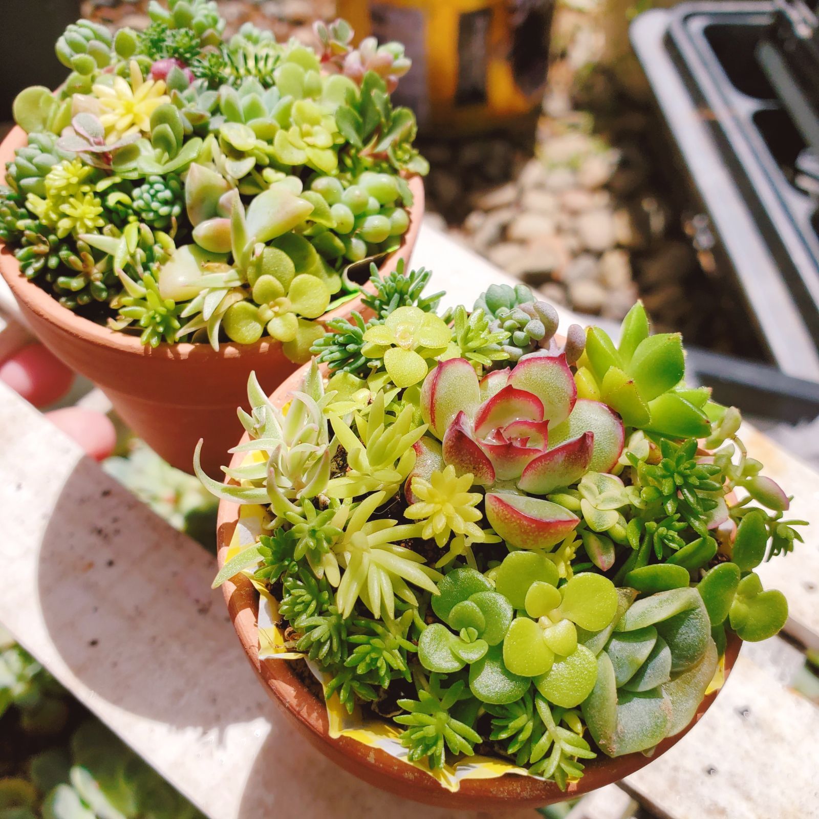 多肉ちゃん寄せ植え(カット苗&抜き苗)