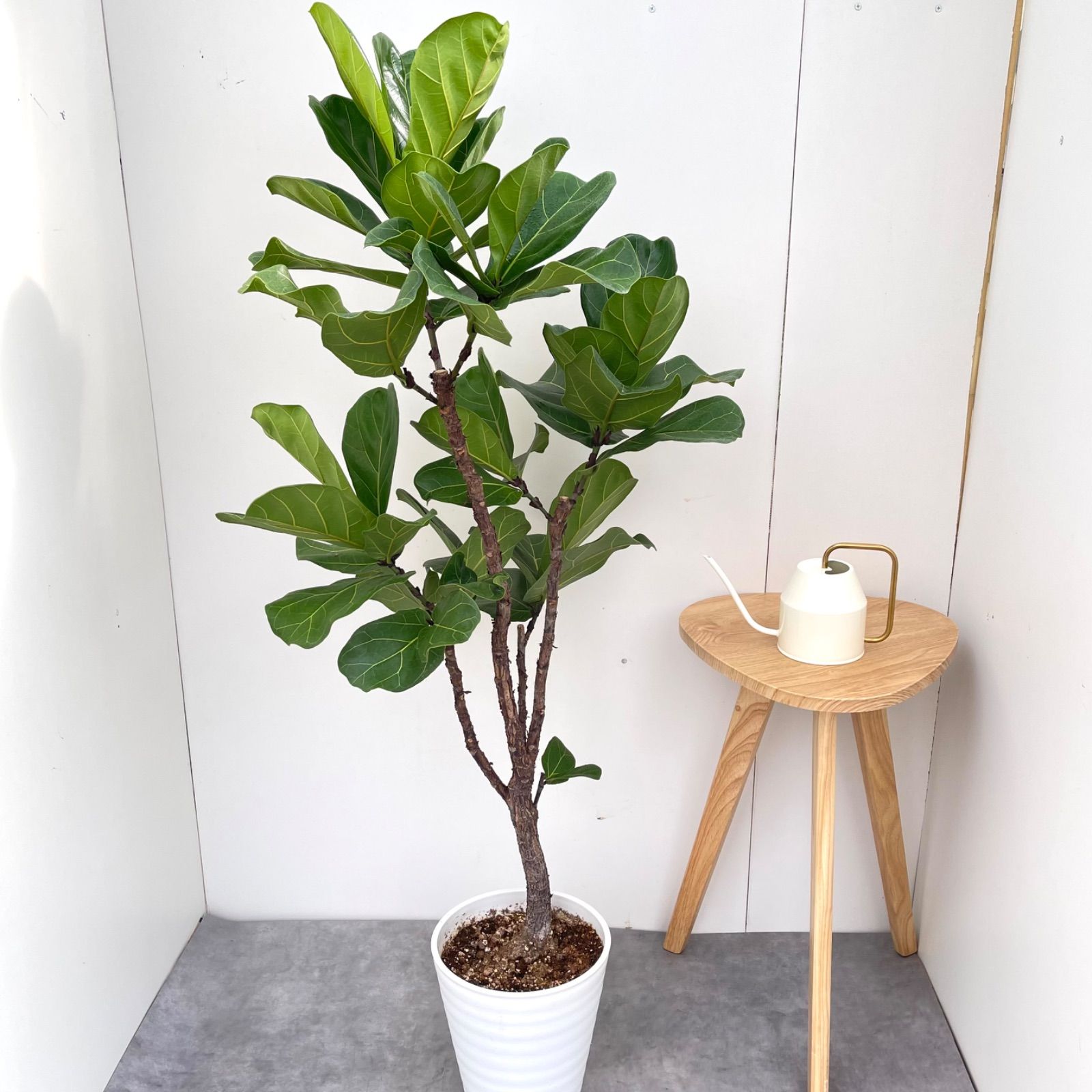 ［現品］5番　カシワバゴムの木　フィカス　リラータ　ストレート　8号　大型　室内 現品］D ビッグサイズ！ カシワバゴムノキ フィカス リラータ 曲がり 8