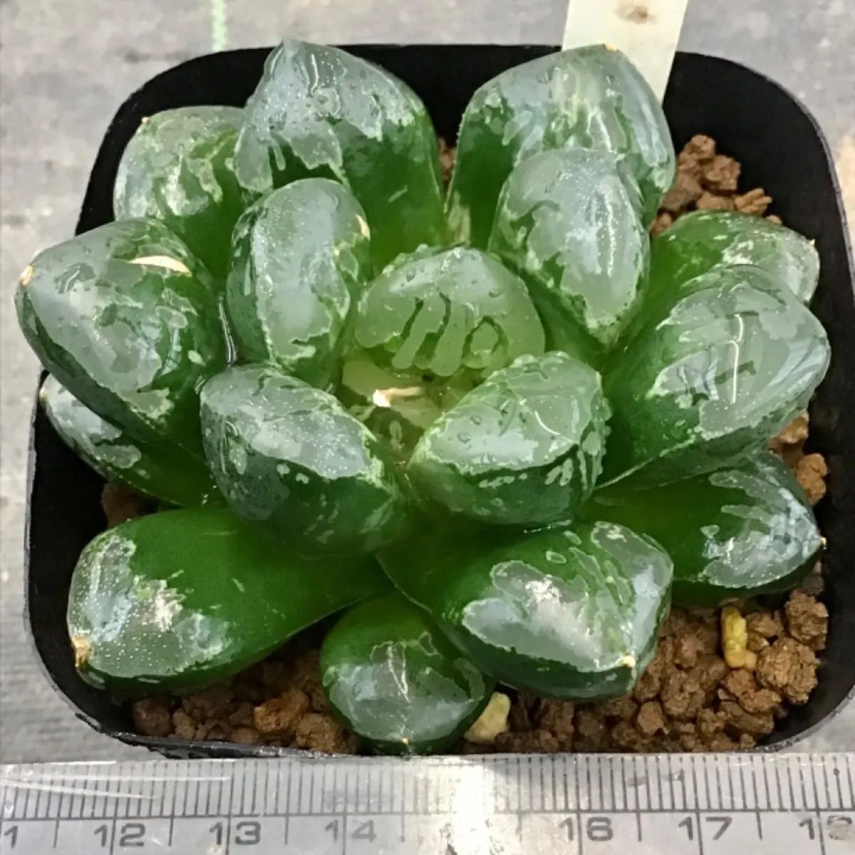 多肉植物ハオルチア 緑焔5 - メルカリ