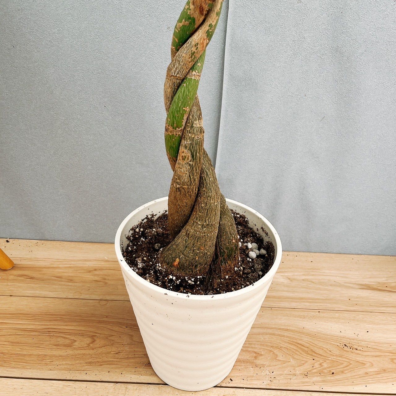 現品］33番 パキラ 編み込み 7号 観葉植物 室内 大型 おしゃれ