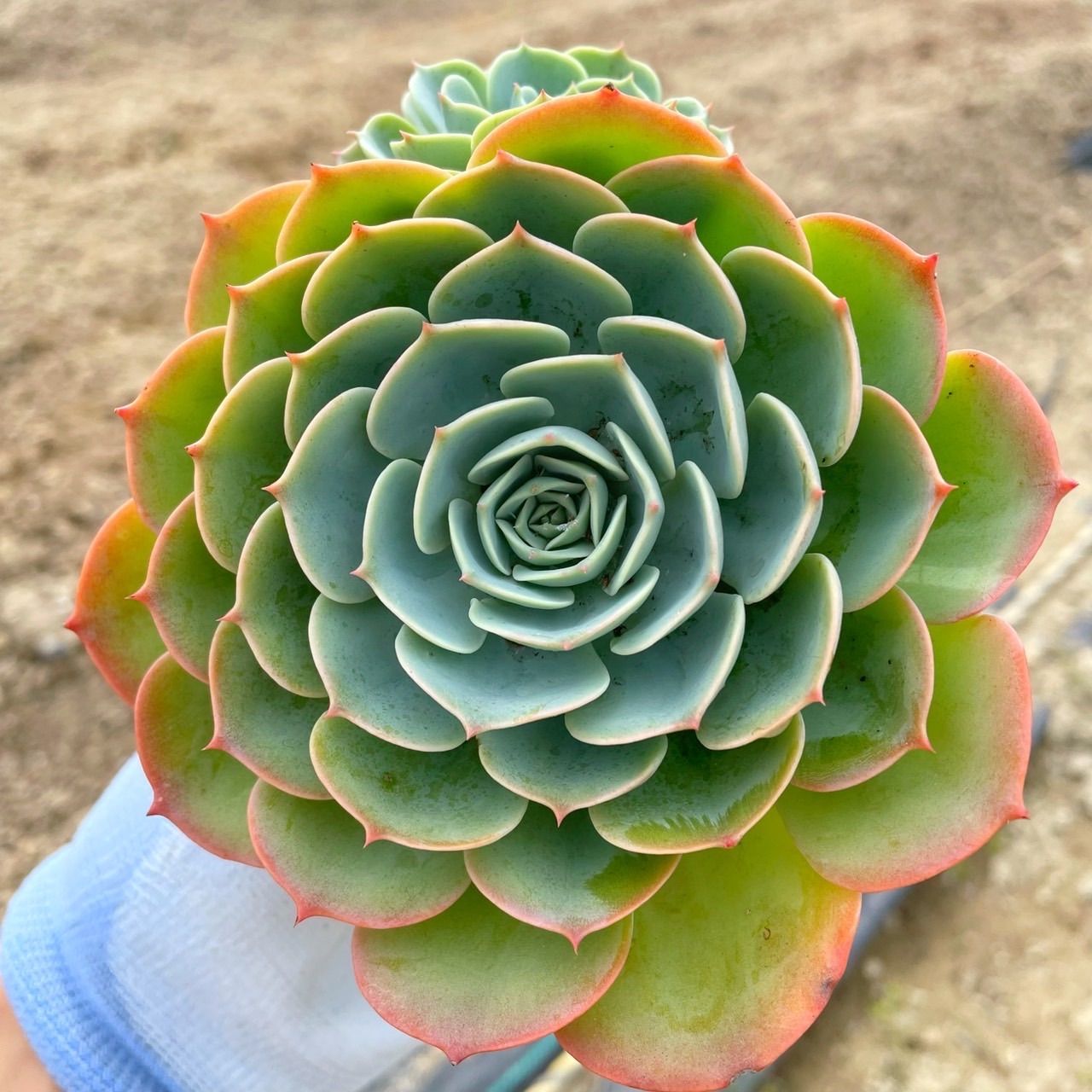 【群生株@2380】七福神(大苗) 16761b37d5ff05ad5389ec089b5237