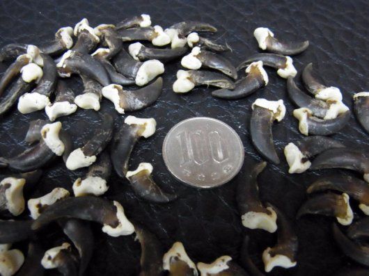 コヨーテ　coyote　爪（ブラック）20本セット コヨーテ coyote 爪（ブラック）20本セット コヨーテ coyote 爪