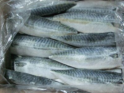 冷凍 ノルウェー サバフィーレ 35尾